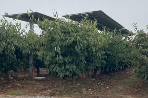 Centro De Energía Gana Fondo Semilla  De La FCFM Con Proyecto Agrivoltaico